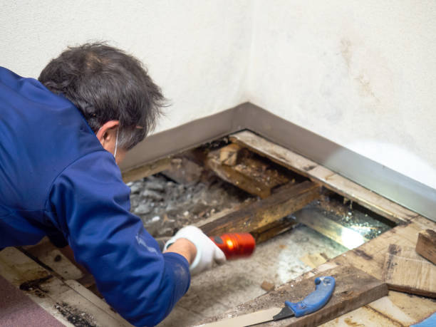 Best Mold Removal and Inspection  in Bennettsville, SC