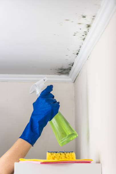 Best Toxic Mold Removal  in Bennettsville, SC