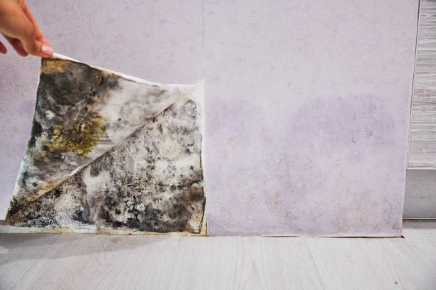 Attic Mold Removal in Bennettsville, SC
